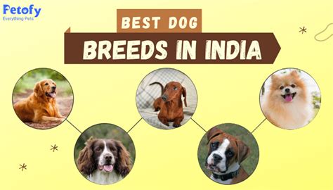 Which Dog Breeds Are Suitable For Indian Climate