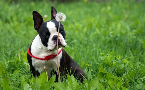 Boston Terrier Wallpapers Wallpaper Cave