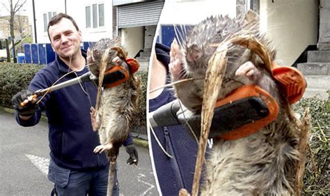 Monster Rodent Found Near Playground Could Be Uks Biggest Ever Rat