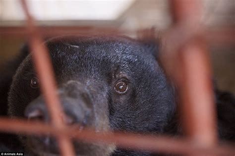 Five Moon Bears Freed After More Than Twenty Years Trapped In Cages At