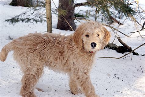 Since goldendoodles do come in various sizes, our pick for the best value food is a food that you can feed to dogs of all sizes: Best Dog Food for Goldendoodles: 4 Great Options + Advice ...