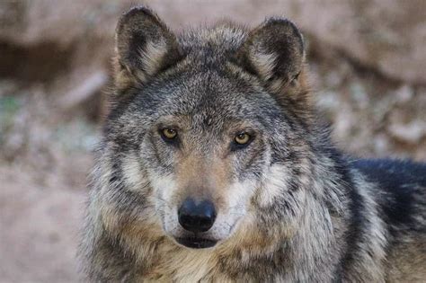 Mexican Grey Wolf Photograph By Dennis Boyd Pixels