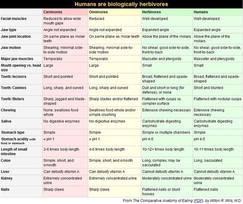 Humans As Herbivores Abbreviated Summary Of Comparative Anatomy And