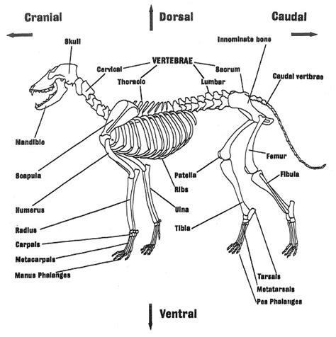 Zooarchaeological analysis of bones from. Types And Parts Of Bones Reading Ancient Animal Remains