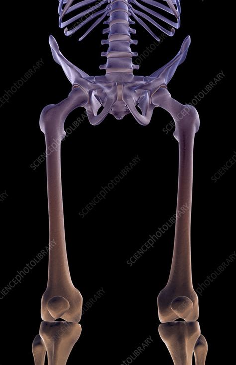 The Bones Of The Lower Limb Stock Image F0014591 Science Photo