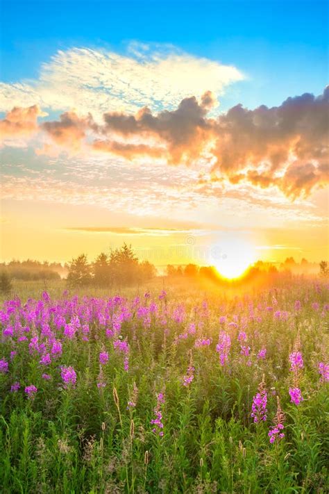Landscape With Sunrise And Blossoming Meadow Stock Photo Image Of