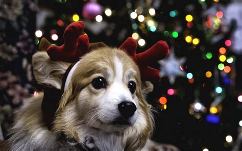 Christmas Puppy Wallpaper 48 Images