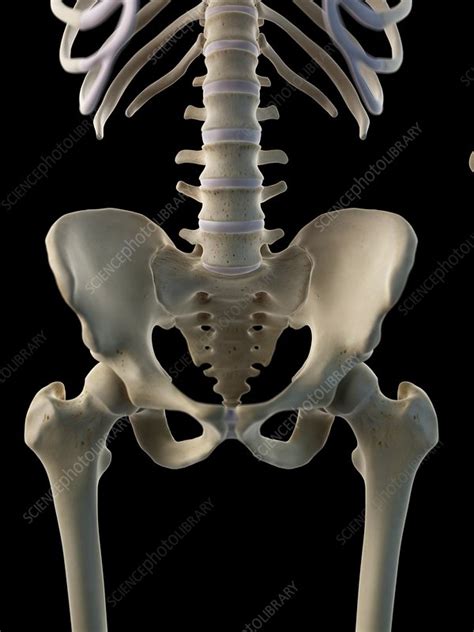 Human Hip Bone Artwork Stock Image F0094179 Science Photo Library