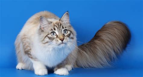 Largest Cat Breeds In The World 2017 Top 10 List