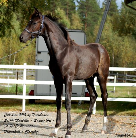 Stallion owner of sandro hit. Dalwhinnie - Sandro Hit