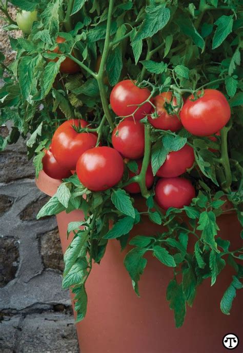 Simple Tips To Get Growing At Home Tomato Container Gardening