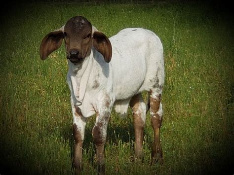 Beautiful Sardo Negro Brahma Gyr Bull Calf At The Vhr Ranch In