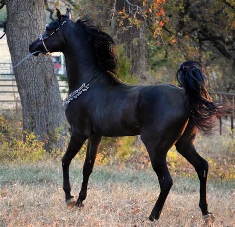 Pin By Just For You Prophetic Art On Beautiful Horses Oh My Beautiful Arabian Horses Black