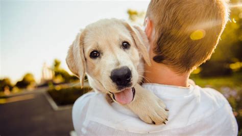 18 Essential Tips For First Time Pet Owners Yardbarker