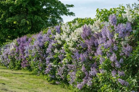 The 15 Best Plants To Grow For Backyard Privacy Bob Vila