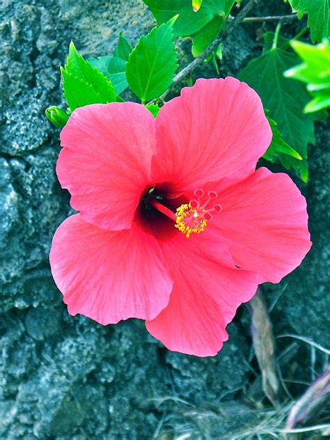 Pin By Annika Kernen On Hawaii Trees To Plant Beautiful Flowers