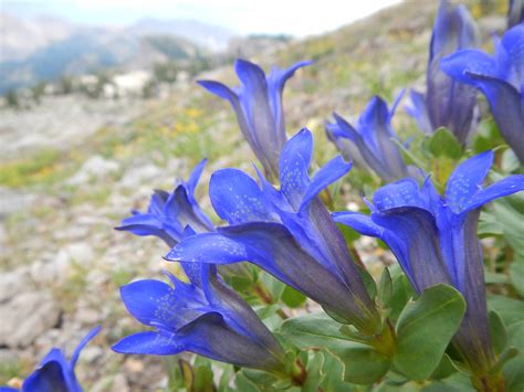 Gentiana Calycosa The Most Common And Abundant Gentian Spe Flickr