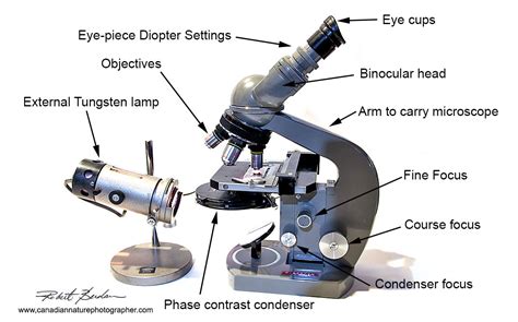 Binocular Microscope Labelled Diagram Micropedia