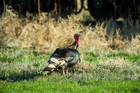 Weathering Turkeys Nebraskaland Magazine