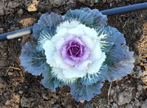 This Is The Most Beautiful Cabbage That I Have Ever Seen Pigeon