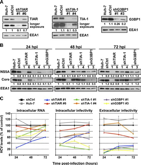 Tia 1 Tiar And G3bp1 Proteins Are Required In Early And Late Steps In