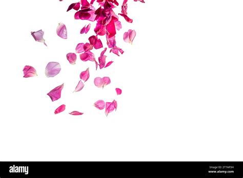 Deep Pink Rose Petals Falling From The Top Isolated On White With
