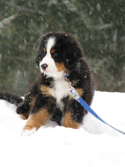 Takoda 11 Weeks He Just Cant Get Enough Of The Snow Bernese