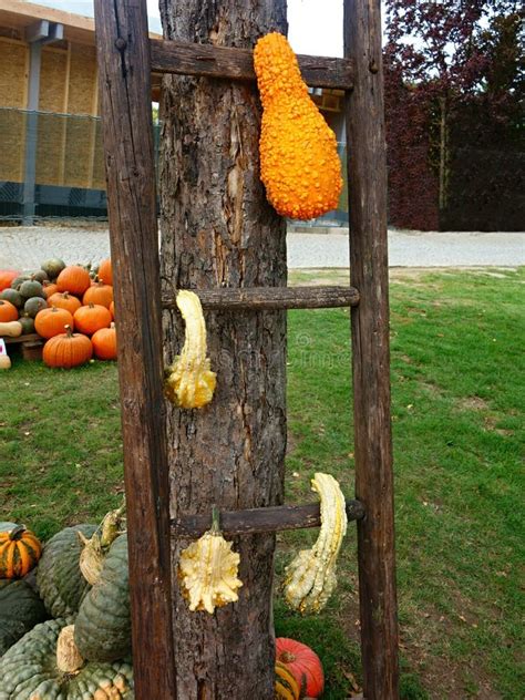Pumpkins On The Ladder Stock Image Image Of Stalk Agriculture 81478217