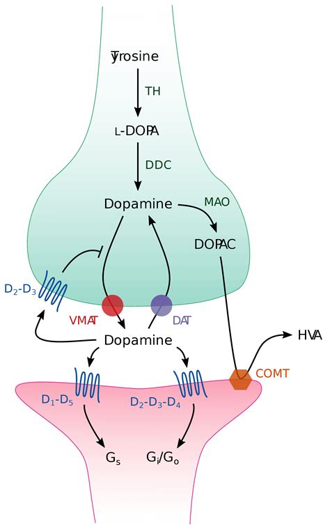 Dopamine Synapse Synapse Dopamine Fonctionnement Brilnt