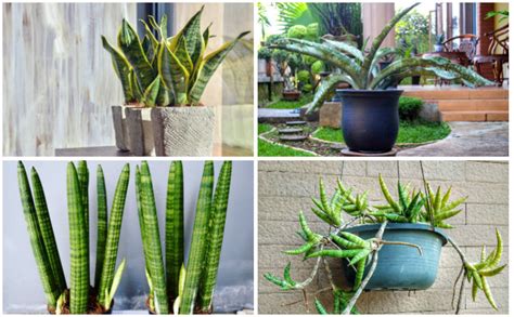Different Types Of Snake Plants Garden Lovers Club