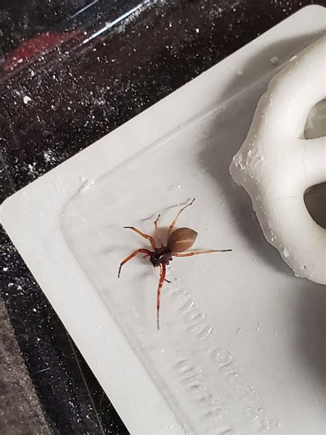 Unidentified Spider In Pennsylvania United States