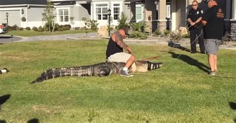 Massive 11 Foot Alligator Has To Be Removed From Front Yard In Florida