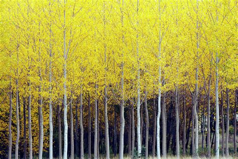 Poplar Trees Photograph By Oliver Strewe Fine Art America