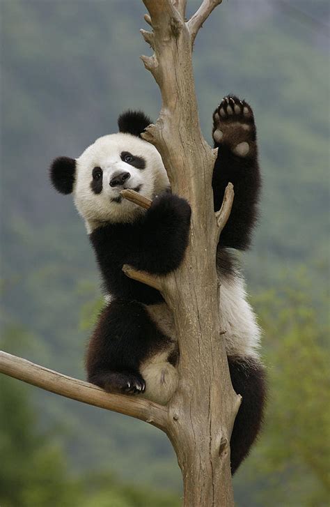 Giant Panda Cub Climbing Tree Wolong Photograph By
