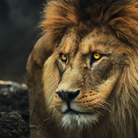 Kenyas Real Life Landscapes That Inspired The Lion King Apta