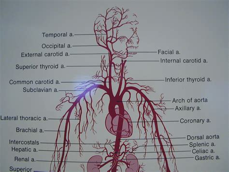 Major arteries of the body. Vessel Lab