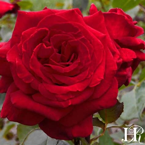 Velvet Fragrance Most Fragrant Red Rose Hybrid Tea Roses Beautiful
