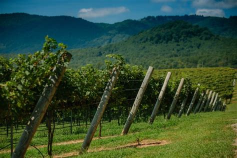 North Carolina Wineries Yadkin Valley Is The Napa Of The East
