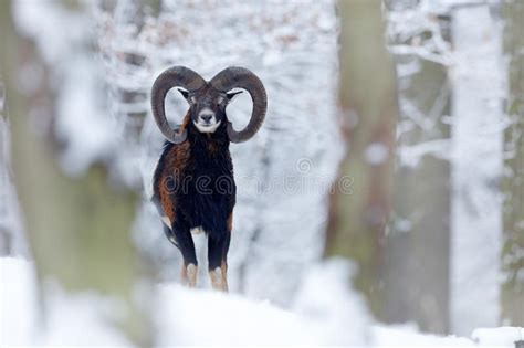 Snowy Winter In Forest Animal Mouflon Ovis Orientalis Horned Animal