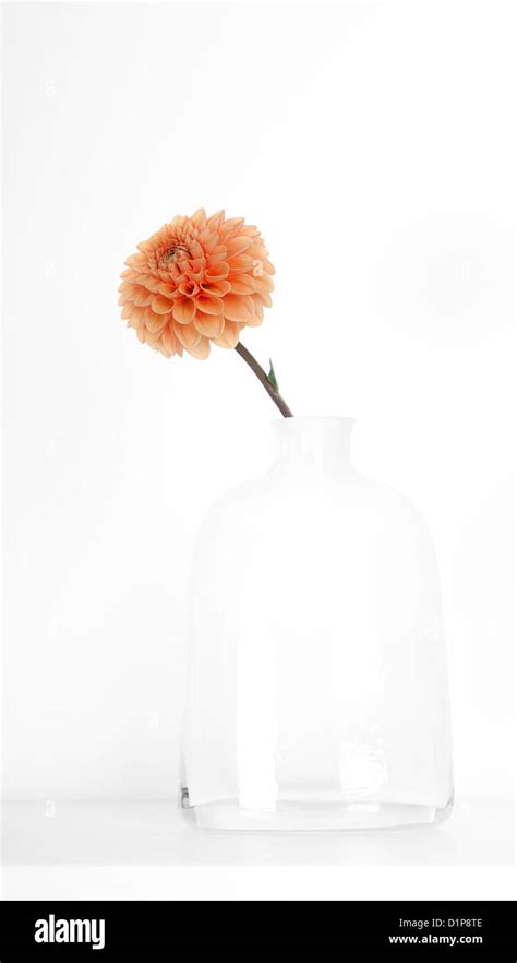 Orange Flower On White Background Stock Photo Alamy
