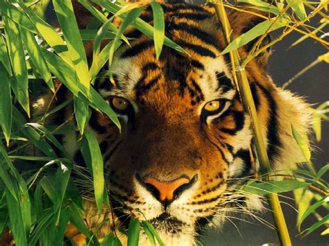 Ingresá en la sección de tigre. Animals of the world: Bengal tiger