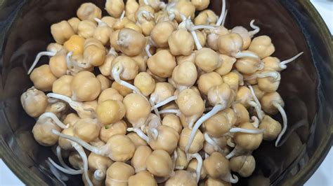 how to sprout chickpeas sprouted chickpeas youtube