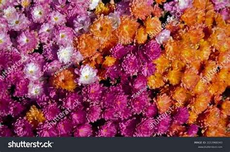 Multi Colored Mums On Display Stock Photo 2213968343 Shutterstock