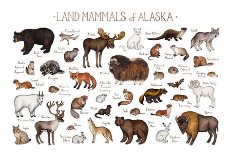 Easy to follow directions, using right brain drawing techniques, showing how to draw an animal habitat, the ocean. Alaska Land Mammals Field Guide Art Print | Alaskan animal ...