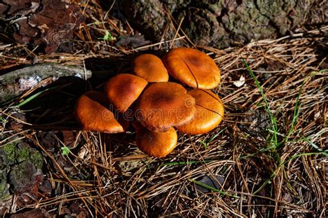 A Cluster Of Mushrooms Grow At The Base Of A Tree Stock Image Image