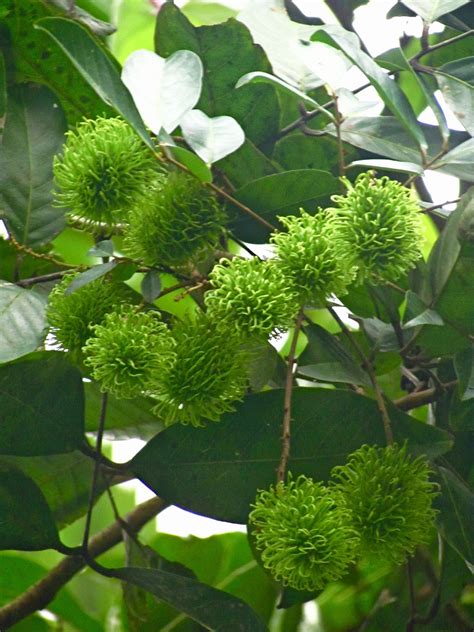 Meanwhile, the leaves of the rambutan plant are thought to decrease headaches, while the bark of the rambutan tree is used as a natural remedy for oral thrush. 1784: Philippine Tree of the Month: Rambutan