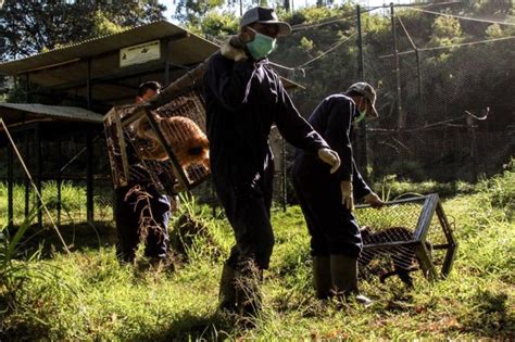 Klinikita memberikan gratis jasa dokter untuk kunjungan ulang dan menerima. Lutung Jawa Ini Siap Dilepasliarkan di Hutan Coban Talun Jatim : Mongabay.co.id