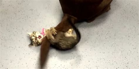 Kitten Tries With Her Might To Calm A Wagging Tail Love Meow