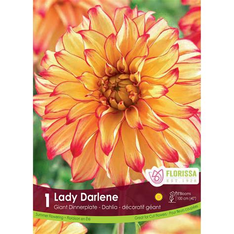 Dahlia Lady Darlene Tuber Dahlia Tubers Arts Nursery Garden And