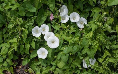 Discover 9 Invasive Plants Wreaking Havoc In Texas A Z Animals